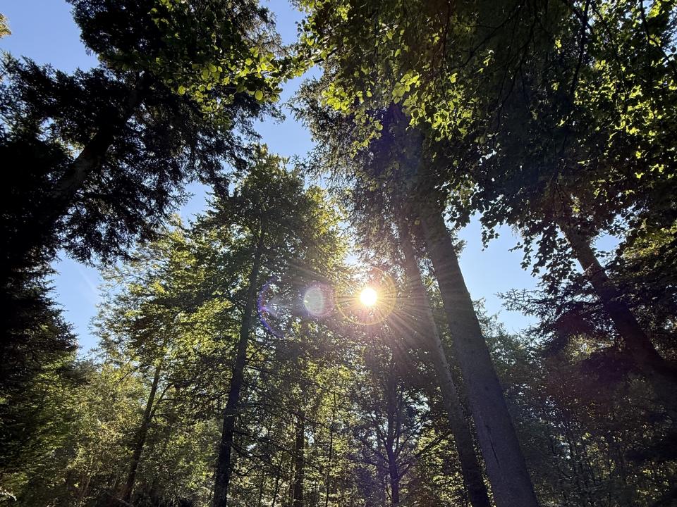 Wald